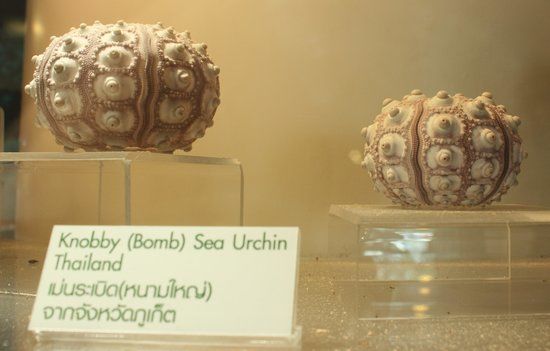 Musée des coquillages marins de Bangkok